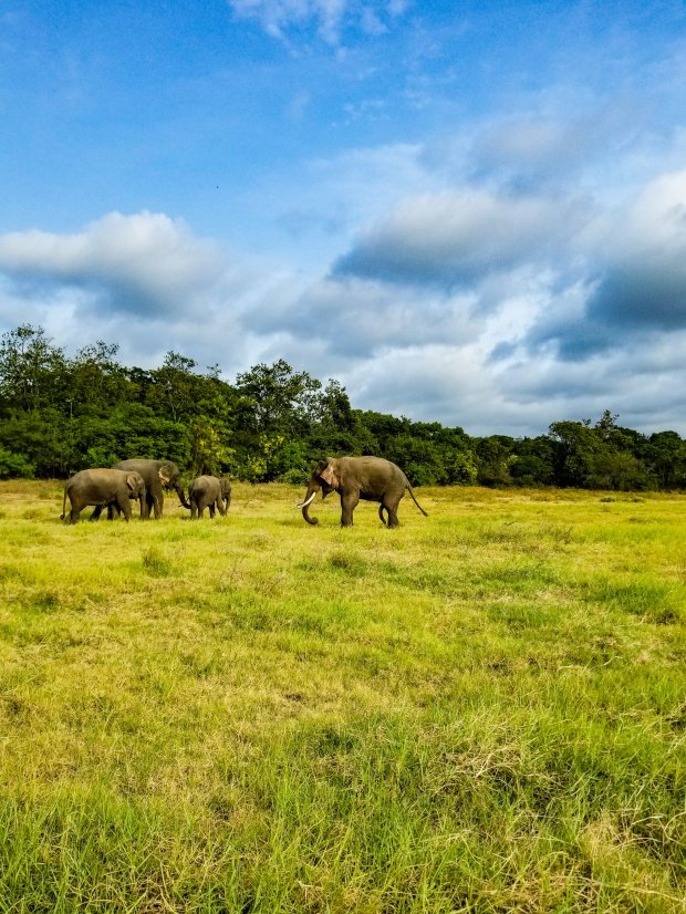 Grazing elephants in Minneriya National Park